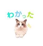 いつものほたてくん3（個別スタンプ：30）
