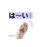 いつものほたてくん3（個別スタンプ：31）