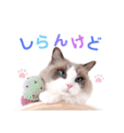 いつものほたてくん3（個別スタンプ：32）
