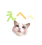 いつものほたてくん3（個別スタンプ：33）