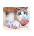いつものほたてくん3（個別スタンプ：36）