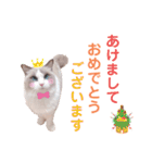 いつものほたてくん3（個別スタンプ：40）