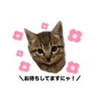 リアルこねこ 実写スタンプ（個別スタンプ：1）