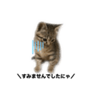 リアルこねこ 実写スタンプ（個別スタンプ：2）