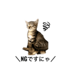 リアルこねこ 実写スタンプ（個別スタンプ：3）
