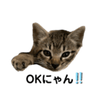 リアルこねこ 実写スタンプ（個別スタンプ：4）