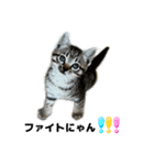 リアルこねこ 実写スタンプ（個別スタンプ：5）