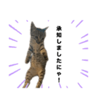 リアルこねこ 実写スタンプ（個別スタンプ：6）