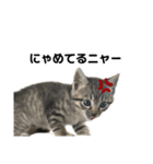 リアルこねこ 実写スタンプ（個別スタンプ：8）