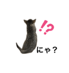 リアルこねこ 実写スタンプ（個別スタンプ：9）