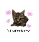 リアルこねこ 実写スタンプ（個別スタンプ：10）