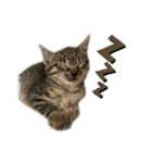 リアルこねこ 実写スタンプ（個別スタンプ：11）