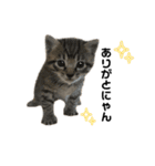 リアルこねこ 実写スタンプ（個別スタンプ：12）