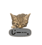 リアルこねこ 実写スタンプ（個別スタンプ：13）