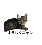 リアルこねこ 実写スタンプ（個別スタンプ：14）