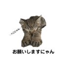 リアルこねこ 実写スタンプ（個別スタンプ：15）