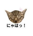 リアルこねこ 実写スタンプ（個別スタンプ：16）