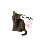 リアルこねこ 実写スタンプ（個別スタンプ：17）