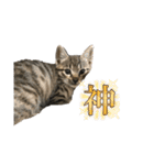 リアルこねこ 実写スタンプ（個別スタンプ：19）