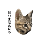 リアルこねこ 実写スタンプ（個別スタンプ：20）
