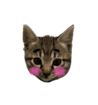 リアルこねこ 実写スタンプ（個別スタンプ：21）