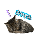 リアルこねこ 実写スタンプ（個別スタンプ：22）