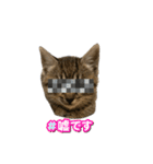リアルこねこ 実写スタンプ（個別スタンプ：24）