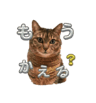 愛しのみーこ仕事編（個別スタンプ：12）