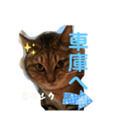 愛しのみーこ仕事編（個別スタンプ：13）