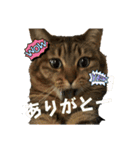愛しのみーこ仕事編（個別スタンプ：14）