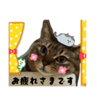 愛しのみーこ仕事編（個別スタンプ：16）