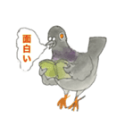 めもっ太君鳩と遊ぶ1（個別スタンプ：1）