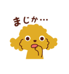 トイプードル_ハロースタンプ（個別スタンプ：24）