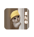 動く！かわいい猫たち ずっと使える 日常（個別スタンプ：23）