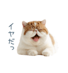 断るエキゾチックショートヘア【猫】（個別スタンプ：1）
