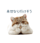 断るエキゾチックショートヘア【猫】（個別スタンプ：2）