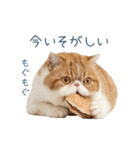 断るエキゾチックショートヘア【猫】（個別スタンプ：6）