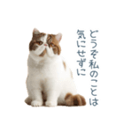 断るエキゾチックショートヘア【猫】（個別スタンプ：7）