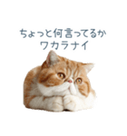 断るエキゾチックショートヘア【猫】（個別スタンプ：10）