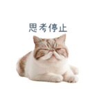 断るエキゾチックショートヘア【猫】（個別スタンプ：11）