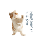 断るエキゾチックショートヘア【猫】（個別スタンプ：13）