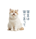 断るエキゾチックショートヘア【猫】（個別スタンプ：14）