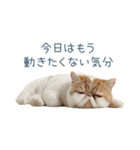 断るエキゾチックショートヘア【猫】（個別スタンプ：15）