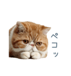 断るエキゾチックショートヘア【猫】（個別スタンプ：16）