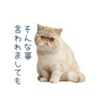 断るエキゾチックショートヘア【猫】（個別スタンプ：17）