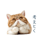 断るエキゾチックショートヘア【猫】（個別スタンプ：18）