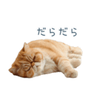 断るエキゾチックショートヘア【猫】（個別スタンプ：19）