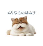 断るエキゾチックショートヘア【猫】（個別スタンプ：22）