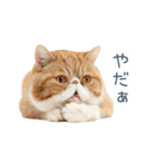 断るエキゾチックショートヘア【猫】（個別スタンプ：23）