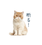 断るエキゾチックショートヘア【猫】（個別スタンプ：24）